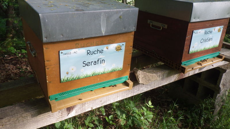 La ruche Serafin 