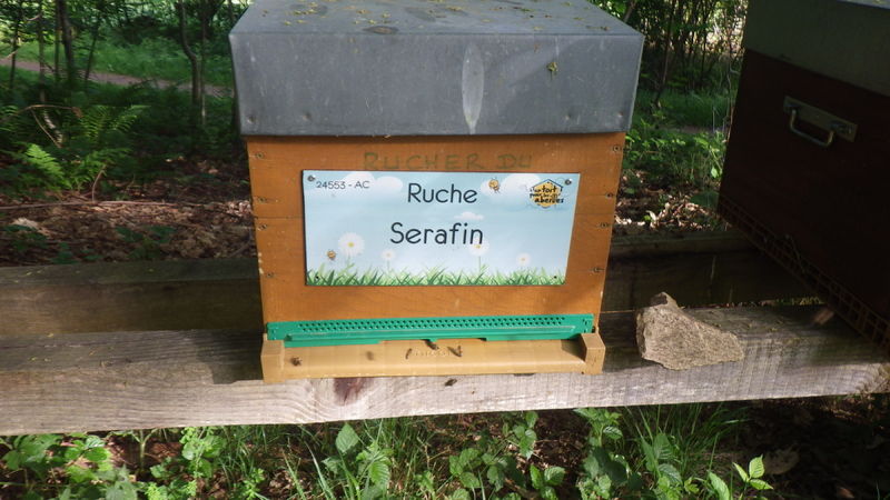 La ruche Serafin 