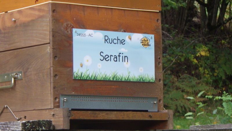 La ruche Serafin 