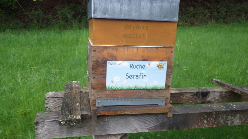 La ruche Serafin 