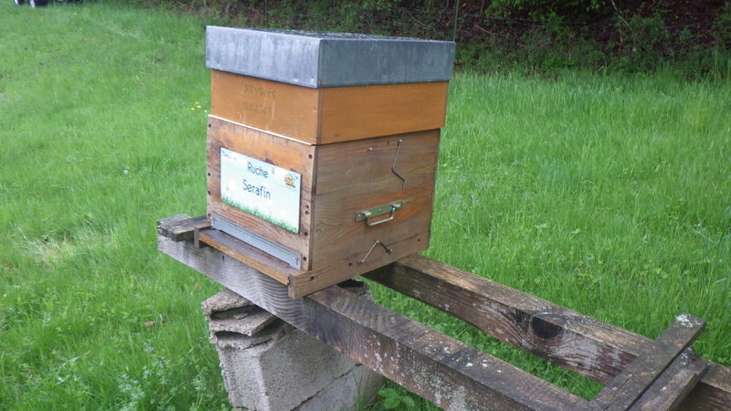 La ruche Serafin 