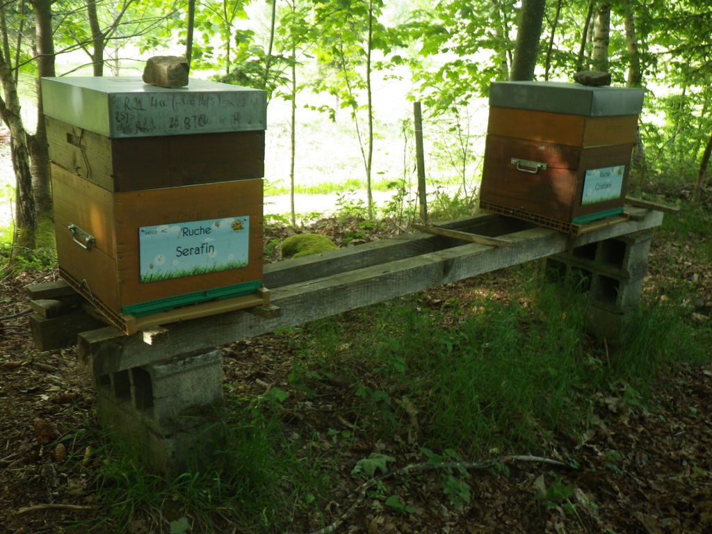 La ruche Serafin 