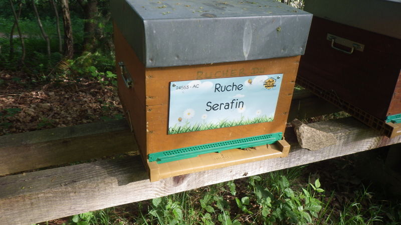 La ruche Serafin 