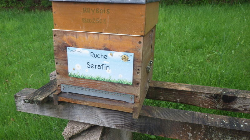 La ruche Serafin 