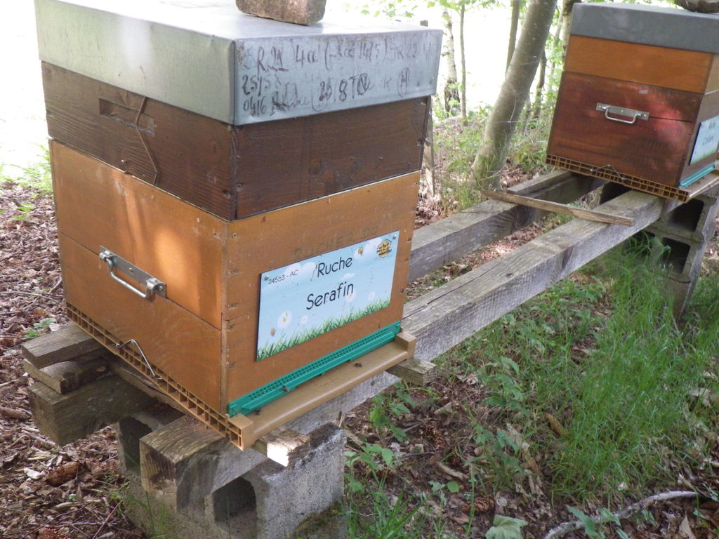 La ruche Serafin 