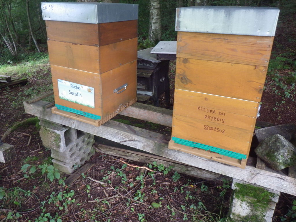 La ruche Serafin 