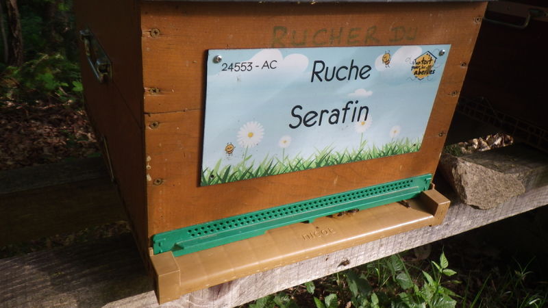 La ruche Serafin 