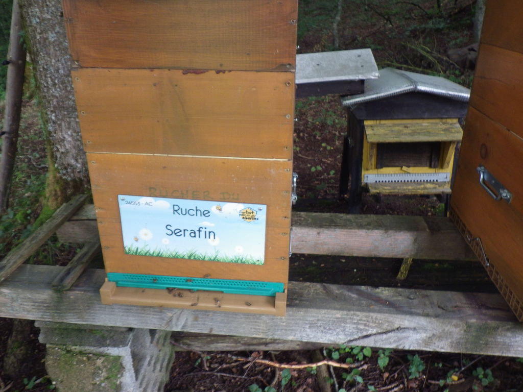 La ruche Serafin 