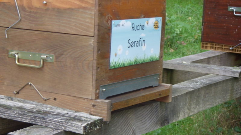 La ruche Serafin 