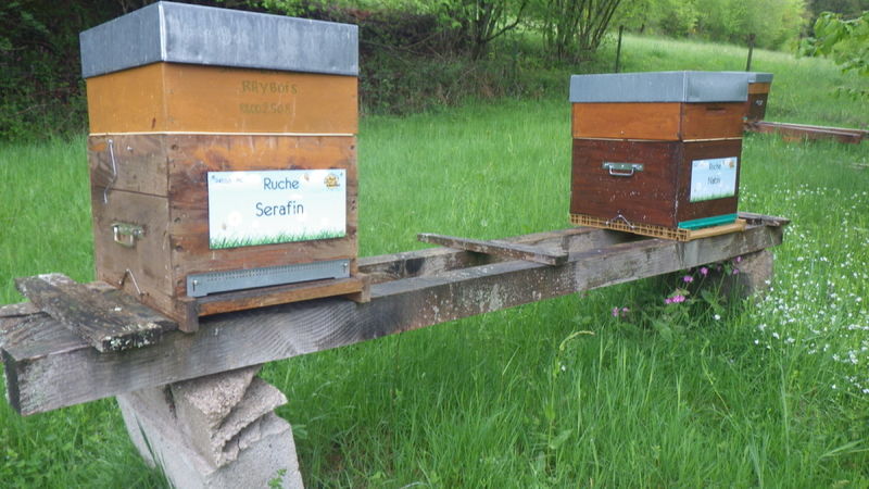 La ruche Serafin 