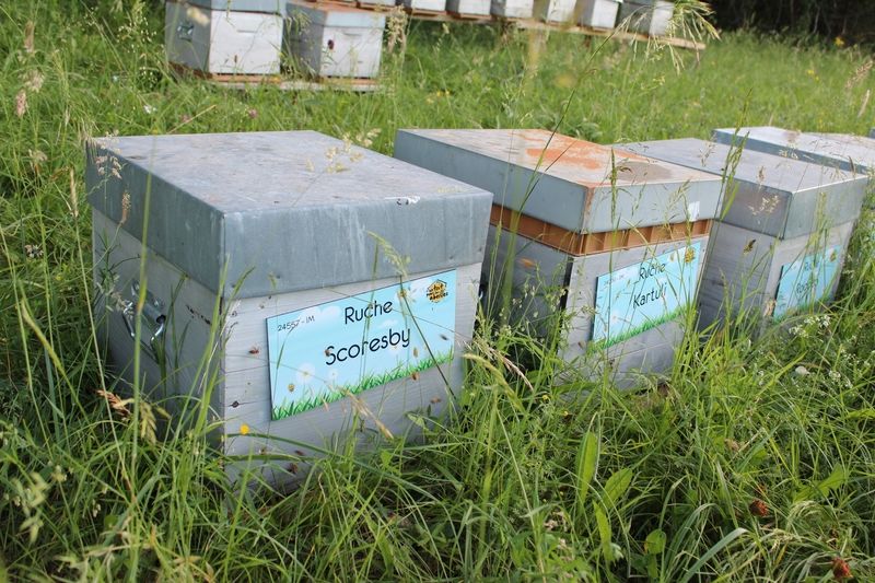La ruche Scoresby