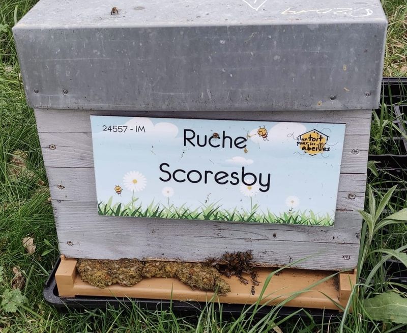 La ruche Scoresby