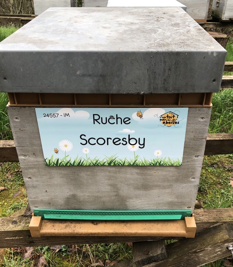 La ruche Scoresby