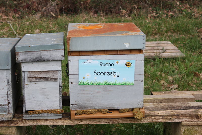 La ruche