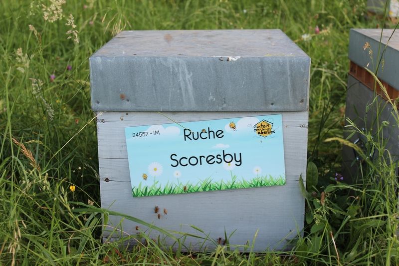 La ruche Scoresby