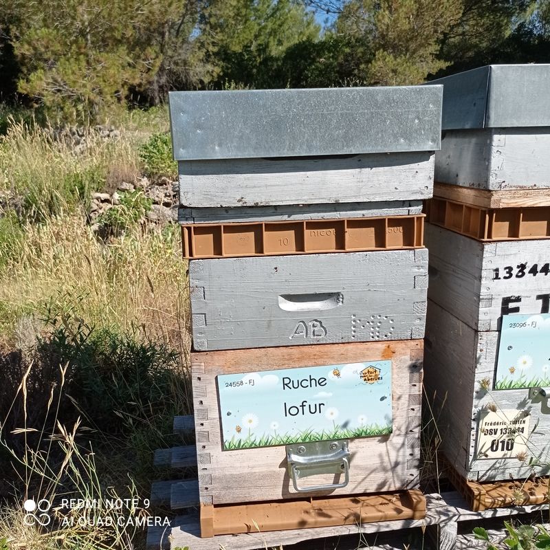 La ruche Iofur
