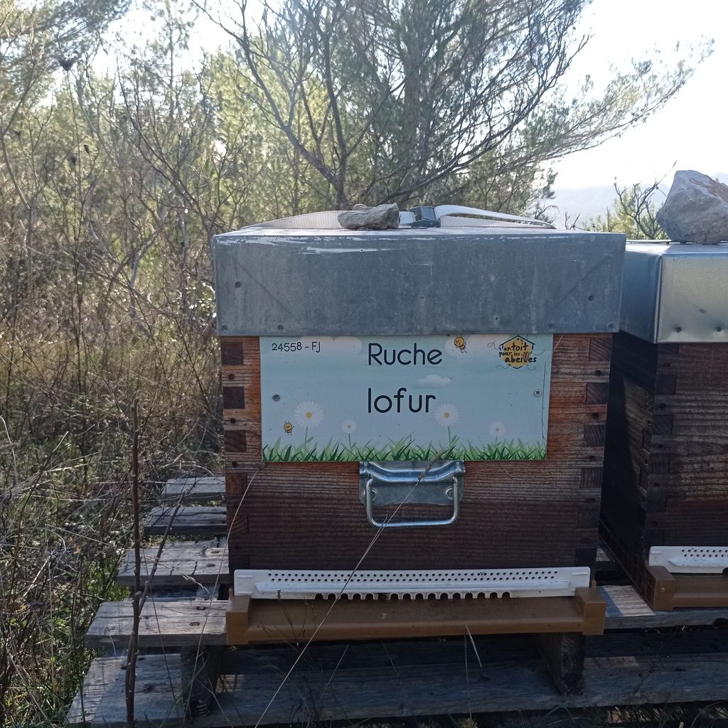 La ruche Iofur