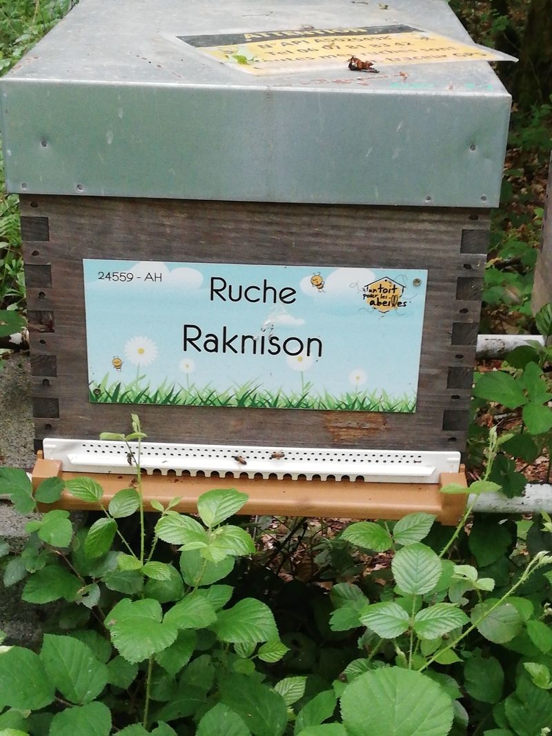 La ruche Raknison