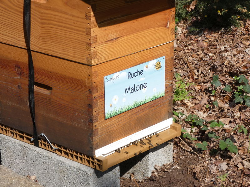 La ruche Malone