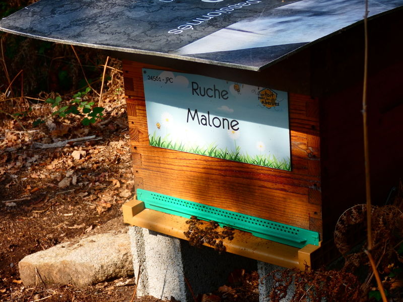 La ruche Malone