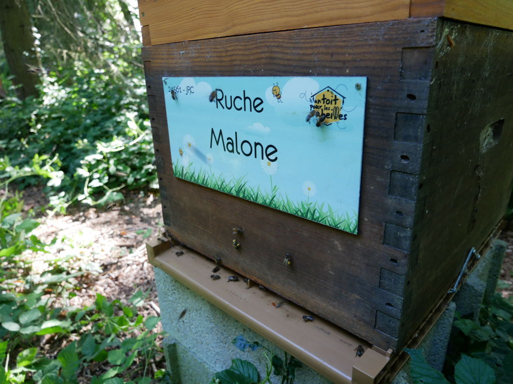 La ruche Malone