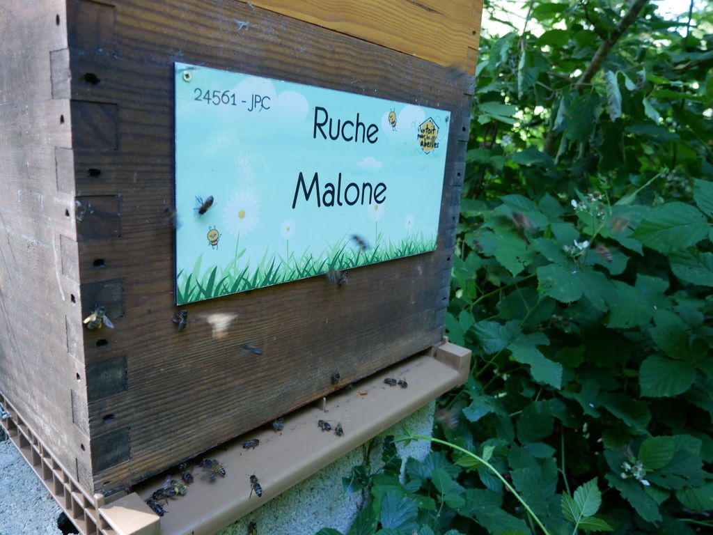 La ruche Malone