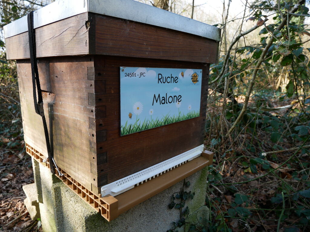 La ruche Malone