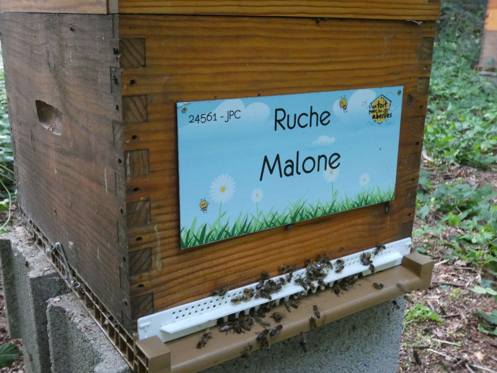 La ruche Malone