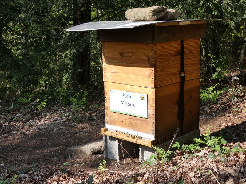 La ruche Malone