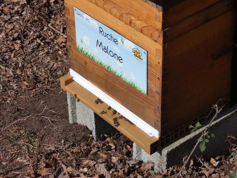 La ruche Malone