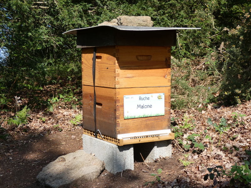 La ruche Malone