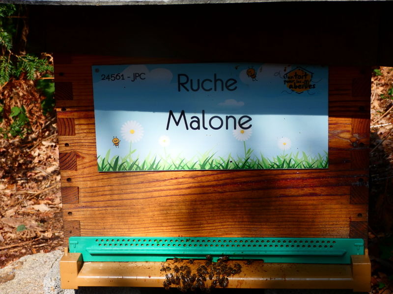 La ruche Malone