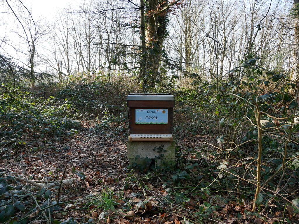 La ruche Malone