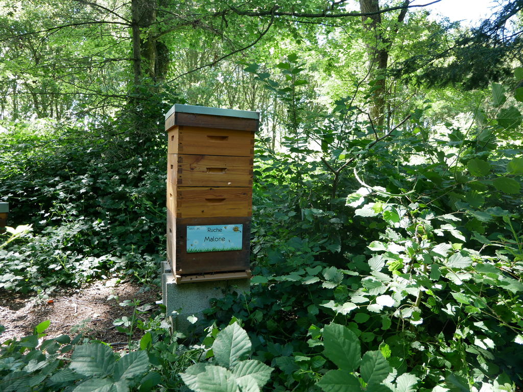 La ruche Malone