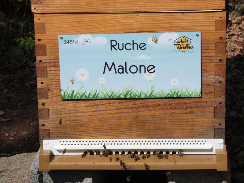 La ruche Malone