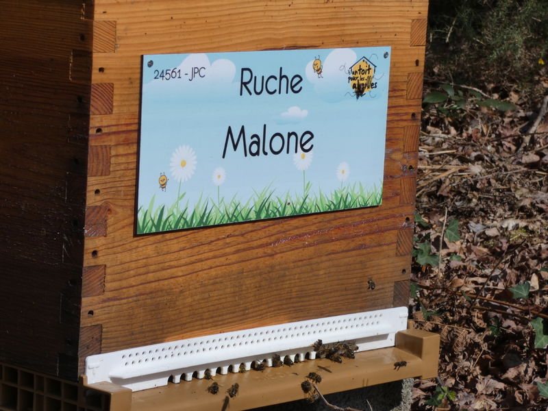 La ruche Malone