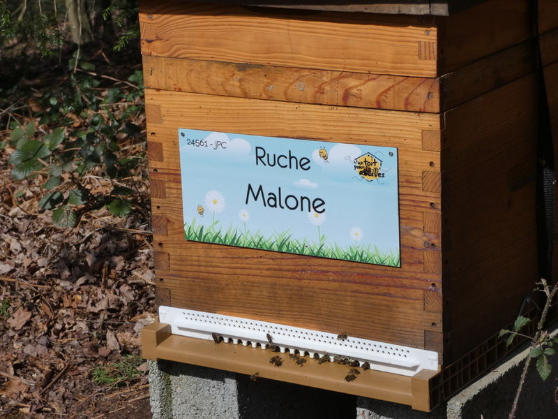 La ruche Malone