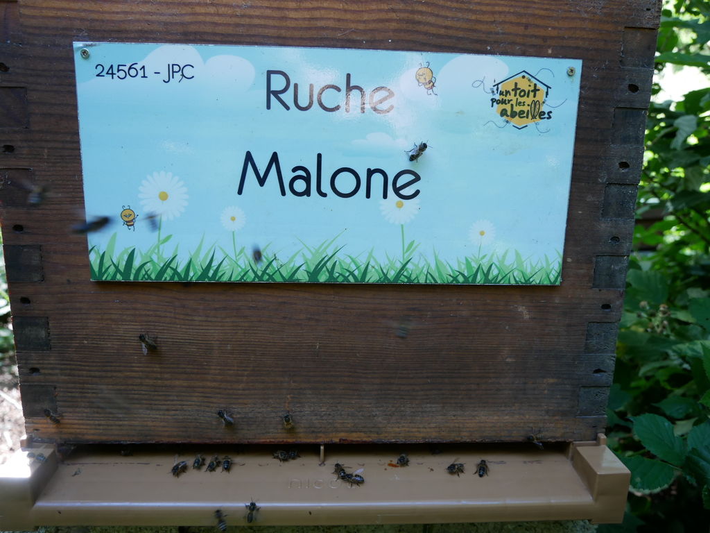 La ruche Malone