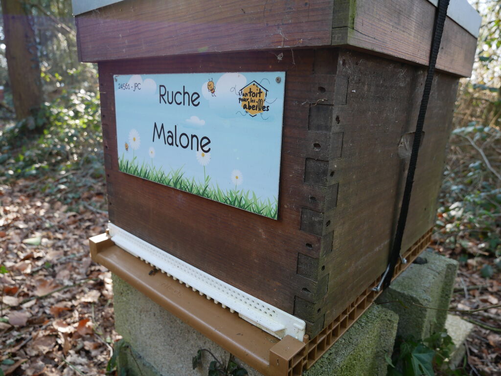 La ruche Malone