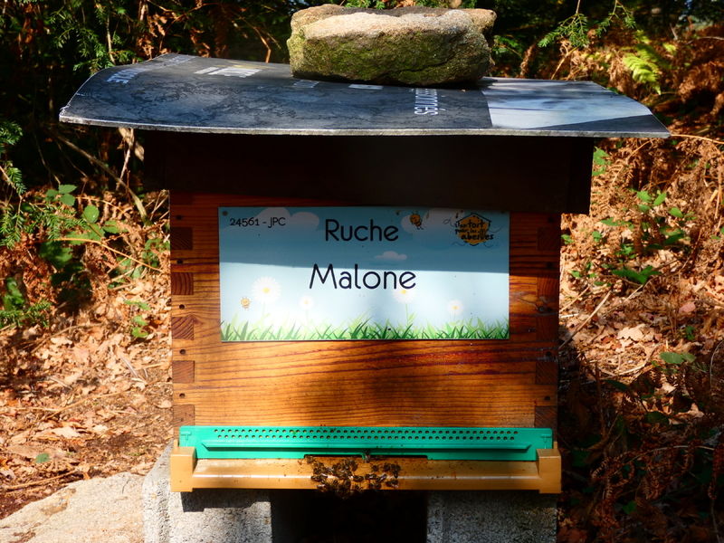La ruche Malone