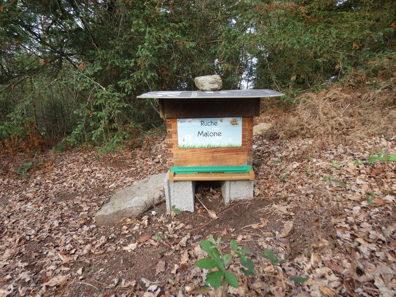 La ruche Malone