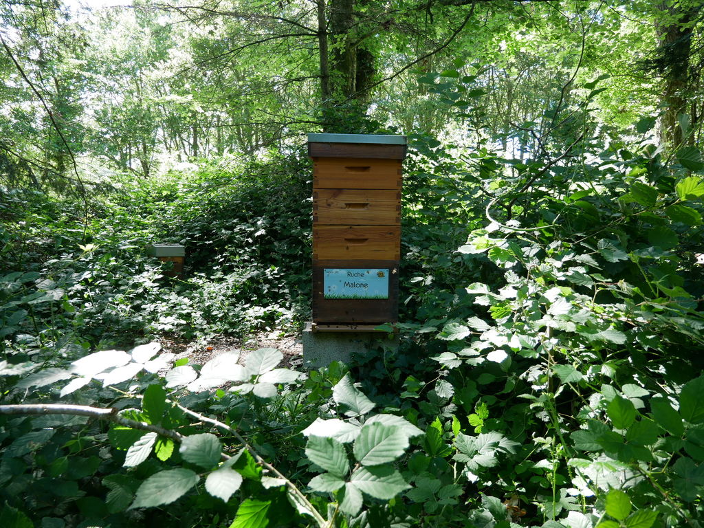 La ruche Malone