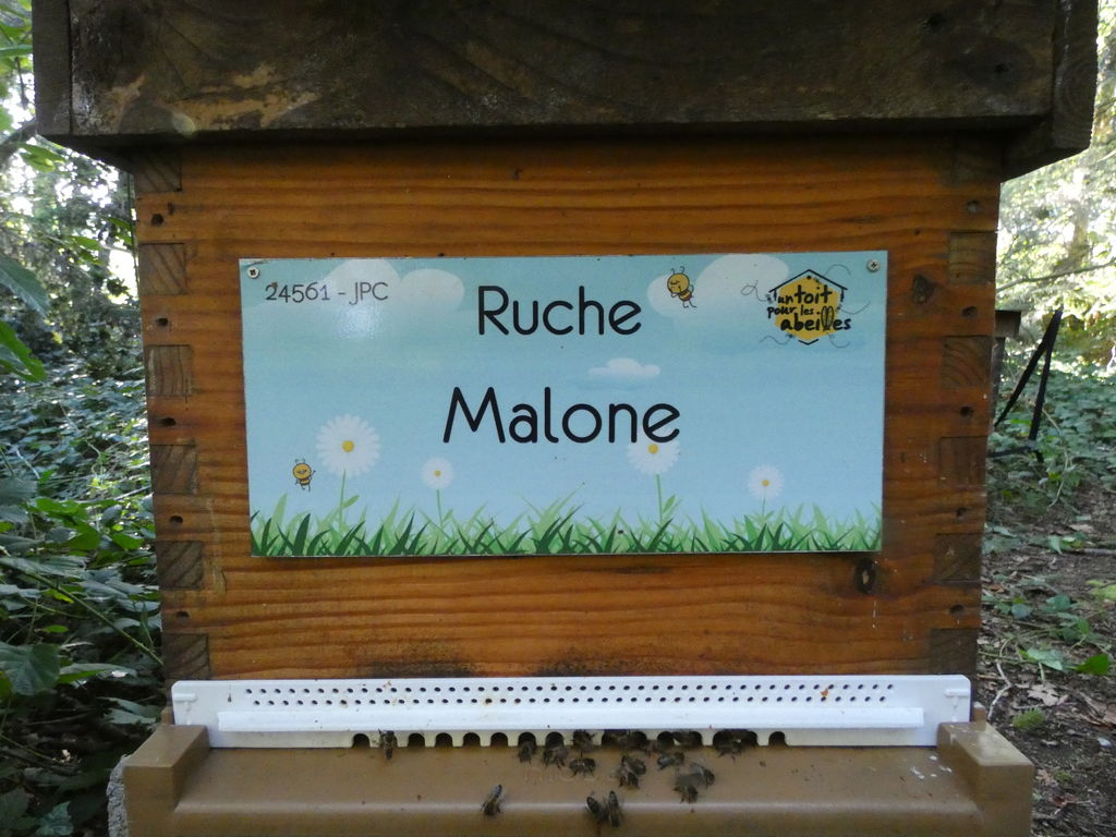 La ruche Malone
