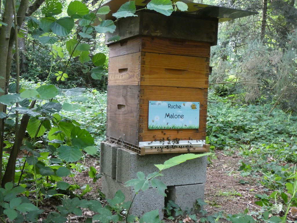 La ruche Malone