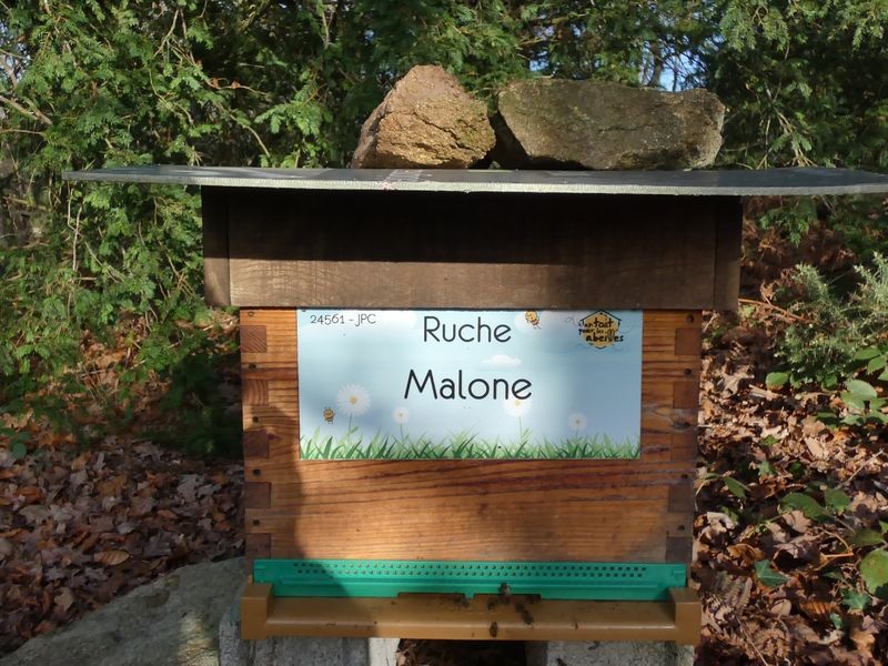 La ruche Malone