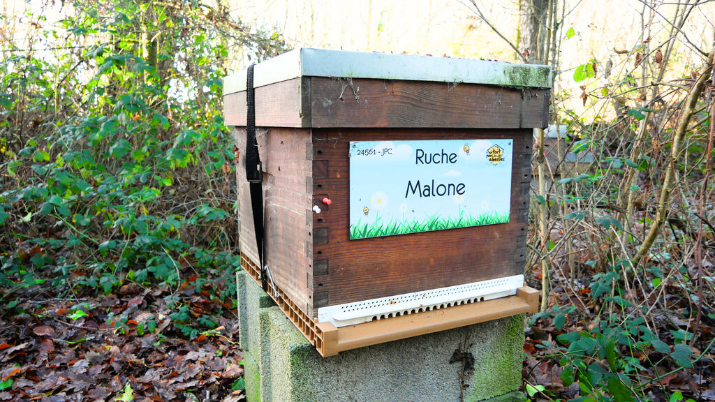 La ruche Malone