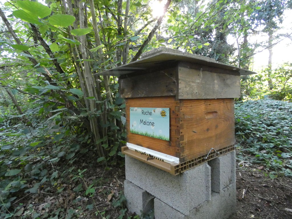 La ruche Malone