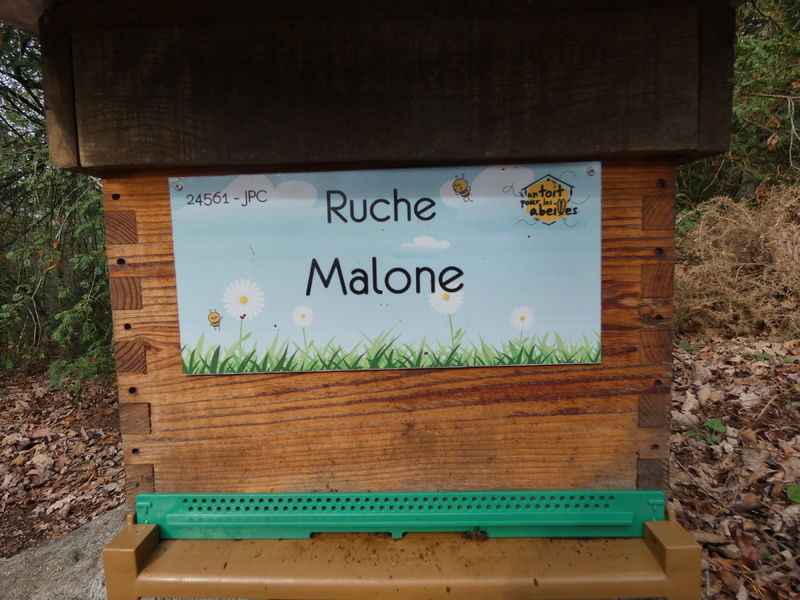 La ruche Malone