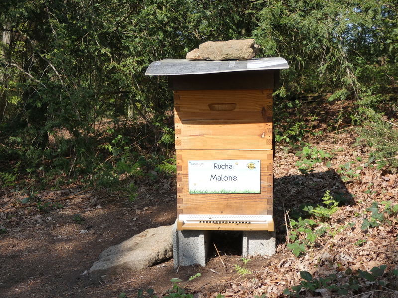 La ruche Malone