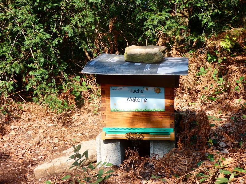 La ruche Malone